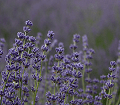 lavande
