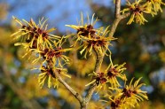 witch-hazel-999520_640
