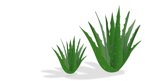 aloe-vera-3096527_1280
