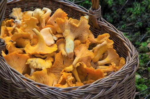 fungus-1194380_1280_2 (3)